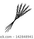 Bouquet of wheat ears. Isolated vector EPS. Graphic illustration hand drawn in black ink. Cottagecore, doodle. Outline sketch sheaf of wheat for design autumn harvest, farm produce, season market. 142848941