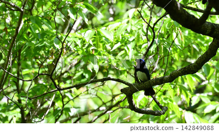 A blue-and-white flycatcher sings loudly in the treetops of the fresh green leaves. A blue-and-white flycatcher sings loudly in the treetops of the fresh green leaves. 142849088