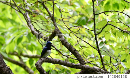 Ooruri that stops on a branch Ooruri that stops on a branch 142849138