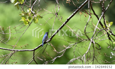 Ooruri that stops on a branch Ooruri that stops on a branch 142849152
