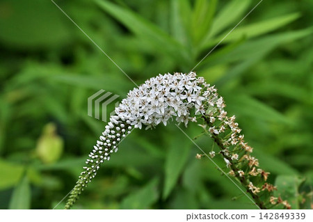 白色的金錢花(Okano-toranoo)在新鮮的綠葉中綻放。 白色的金錢花(Okano-toranoo)在新鮮的綠葉中綻放。 142849339