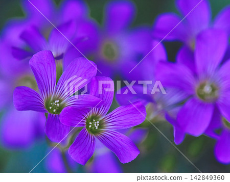 美麗的紫花酢漿草 美麗的紫花酢漿草 142849360