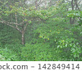 A forest in early autumn, shrouded in a thin mist. 142849414