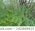 A forest in early autumn, shrouded in a thin mist. 142849415