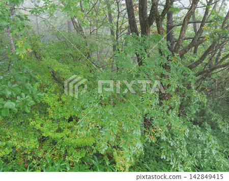 A forest in early autumn, shrouded in a thin mist. A forest in early autumn, shrouded in a thin mist. 142849415