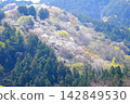 [Kanagawa Prefecture] Cherry blossoms blooming in the mountains 142849530