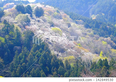【神奈川縣】山間櫻花盛開 142849530