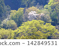 [Kanagawa Prefecture] A rural area with beautiful mountain cherry blossoms and fresh greenery. 142849531