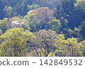 [Kanagawa Prefecture] The time when the leaves begin to sprout in the foothills 142849532