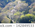 [Kanagawa Prefecture] Scenery of cherry blossoms blooming in the mountains 142849533