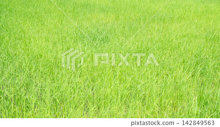 Farm field rice agriculture landscape,fresh jasmine rice green growth food organic farming spring autumn season, traditional asian raw food asian, environment ecosystem backdrop. Farm field rice agriculture landscape,fresh jasmine rice green growth food organic farming spring autumn season, traditional asian raw food asian, environment ecosystem backdrop. 142849563