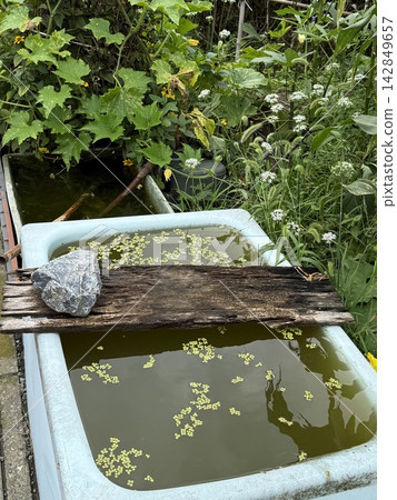 草地上遺留著一個浴缸 草地上遺留著一個浴缸 142849657
