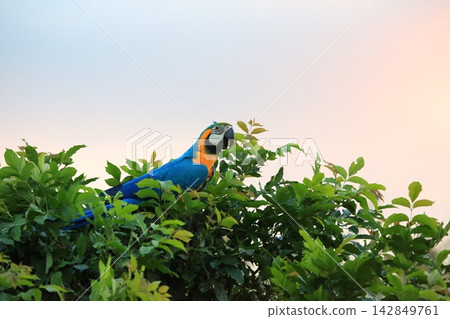 Colorful Macaw and Sun Conure Parrots in Nature and Flight Colorful Macaw and Sun Conure Parrots in Nature and Flight 142849761