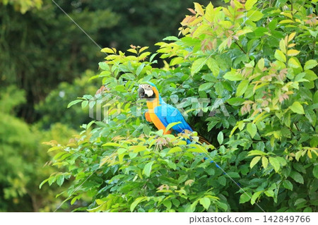 Colorful Macaw and Sun Conure Parrots in Nature and Flight Colorful Macaw and Sun Conure Parrots in Nature and Flight 142849766