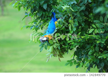 Colorful Macaw and Sun Conure Parrots in Nature and Flight Colorful Macaw and Sun Conure Parrots in Nature and Flight 142849770