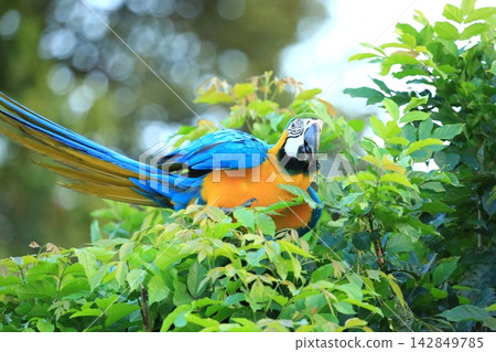 Colorful Macaw and Sun Conure Parrots in Nature and Flight Colorful Macaw and Sun Conure Parrots in Nature and Flight 142849785
