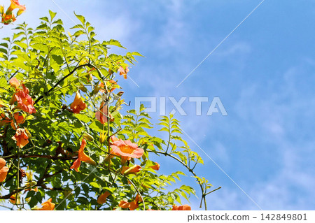 凌霄花在藍天的襯托下格外醒目(四季之森公園) 凌霄花在藍天的襯托下格外醒目(四季之森公園) 142849801