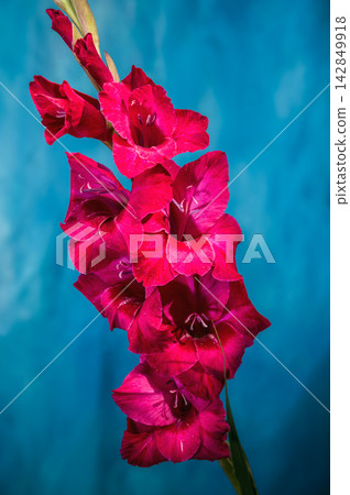 Magenta gladiolus flowers with water drops on dark blue background Magenta gladiolus flowers with water drops on dark blue background 142849918