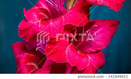 Magenta gladiolus flowers with water drops on dark blue background Magenta gladiolus flowers with water drops on dark blue background 142849921