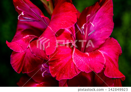Macro shot of magenta gladiolus blooming on dark green background Macro shot of magenta gladiolus blooming on dark green background 142849923