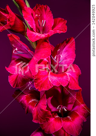 Magenta gladiolus flowers blooming on deep magenta background Magenta gladiolus flowers blooming on deep magenta background 142849925