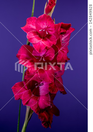Magenta gladiolus flowers blooming on deep purple studio background Magenta gladiolus flowers blooming on deep purple studio background 142849928