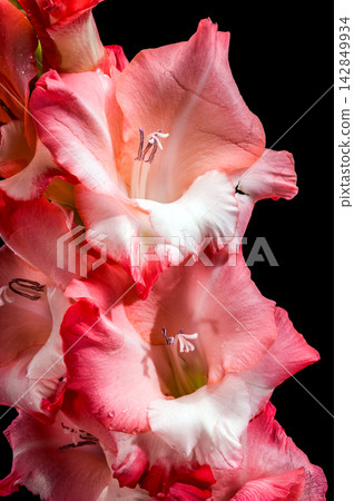Pink And Coral Gladiolus Flowers In Bloom Isolated On Black Pink And Coral Gladiolus Flowers In Bloom Isolated On Black 142849934