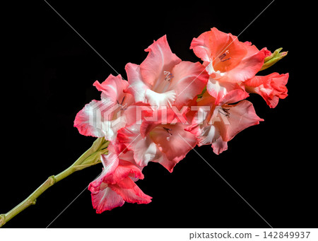Pink And Coral Gladiolus Flowers In Bloom Isolated On Black Pink And Coral Gladiolus Flowers In Bloom Isolated On Black 142849937