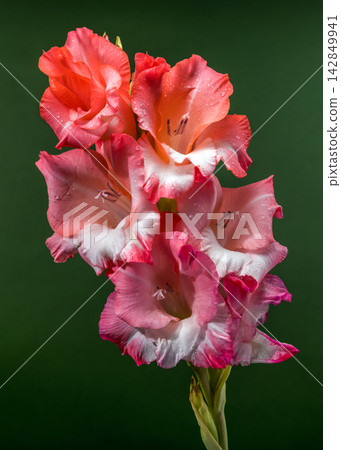 Pink And Coral Gladiolus Flowers In Bloom On Green Backdrop Pink And Coral Gladiolus Flowers In Bloom On Green Backdrop 142849941