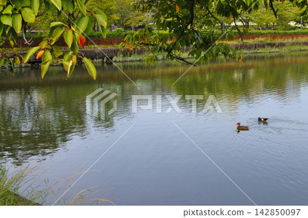淀川公園秋季水鳥的景象。 142850097