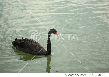 Black Swan and White Swans Swimming Elegantly on Calm Water Surface Black Swan and White Swans Swimming Elegantly on Calm Water Surface 142850190