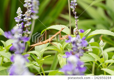 A brown praying mantis stands in a flowerbed filled with purple flowers. A brown praying mantis stands in a flowerbed filled with purple flowers. 142850284