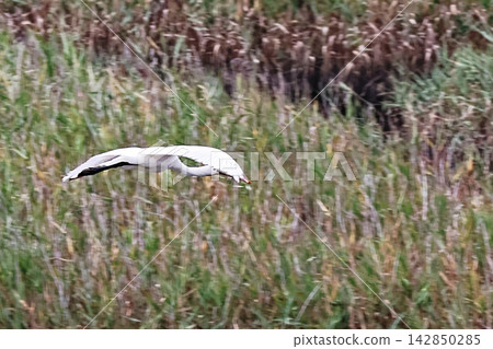 A little egret flying low over Osaka South Port Wild Bird Park. A little egret flying low over Osaka South Port Wild Bird Park. 142850285