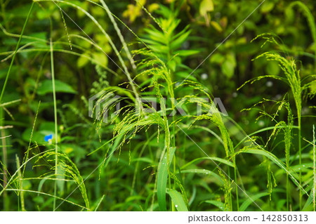 A vegetable garden full of weeds A vegetable garden full of weeds 142850313
