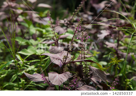 A vegetable garden full of weeds A vegetable garden full of weeds 142850337