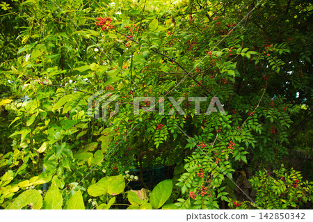 A vegetable garden full of weeds A vegetable garden full of weeds 142850342