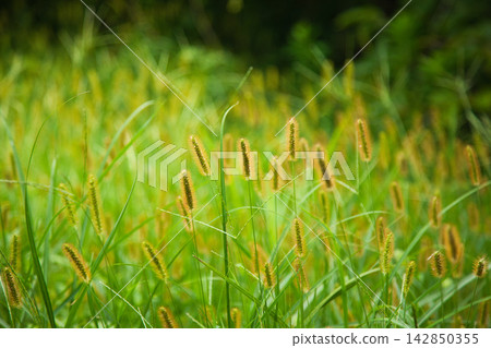 A vegetable garden full of weeds A vegetable garden full of weeds 142850355