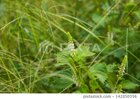 雜草叢生的菜園 雜草叢生的菜園 142850356