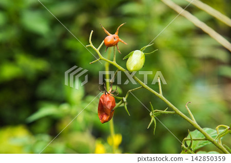 雜草叢生的菜園 雜草叢生的菜園 142850359