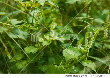 A vegetable garden full of weeds A vegetable garden full of weeds 142850360