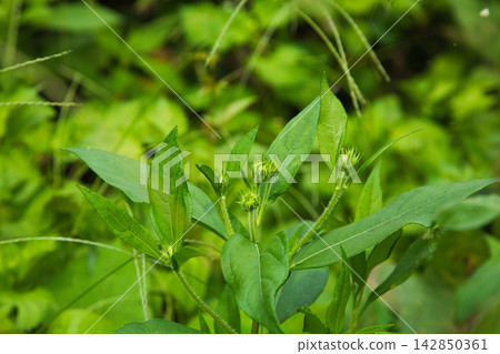 A vegetable garden full of weeds A vegetable garden full of weeds 142850361