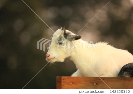 Cute Baby Goats and Young Goat Resting outdoors on Farm Cute Baby Goats and Young Goat Resting outdoors on Farm 142850550