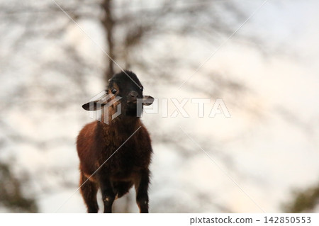 Cute Baby Goats and Young Goat Resting outdoors on Farm Cute Baby Goats and Young Goat Resting outdoors on Farm 142850553