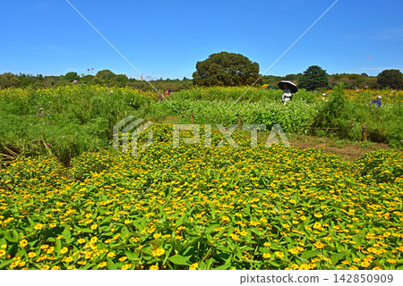 秋景：藍天與百日菊 142850909