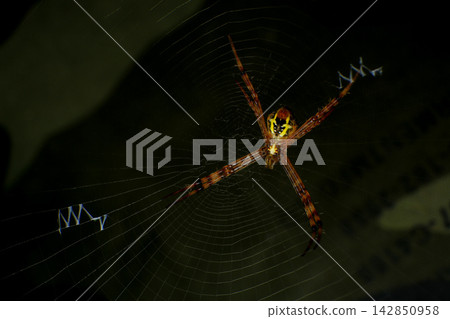 Macro Photography of Lynx Spider on Leaf and Argiope Spider on Web 142850958