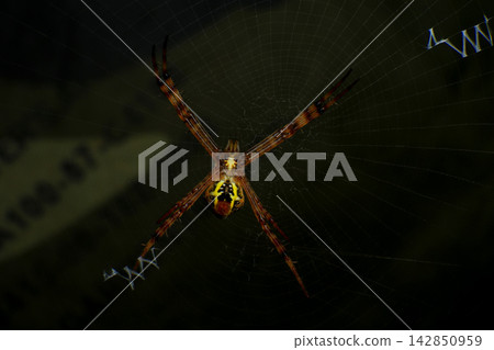 Macro Photography of Lynx Spider on Leaf and Argiope Spider on Web Macro Photography of Lynx Spider on Leaf and Argiope Spider on Web 142850959