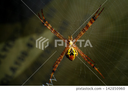 Macro Photography of Lynx Spider on Leaf and Argiope Spider on Web Macro Photography of Lynx Spider on Leaf and Argiope Spider on Web 142850960