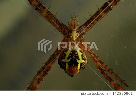 Macro Photography of Lynx Spider on Leaf and Argiope Spider on Web 142850961