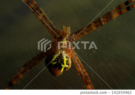 Macro Photography of Lynx Spider on Leaf and Argiope Spider on Web Macro Photography of Lynx Spider on Leaf and Argiope Spider on Web 142850962