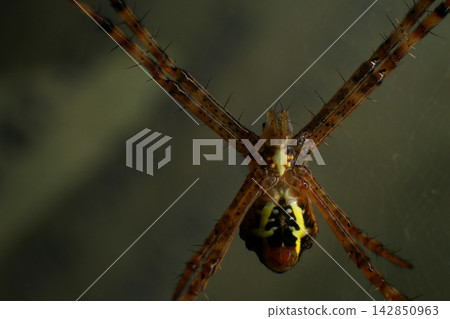 Macro Photography of Lynx Spider on Leaf and Argiope Spider on Web Macro Photography of Lynx Spider on Leaf and Argiope Spider on Web 142850963